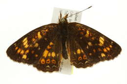 Image of Phyciodes pulchella