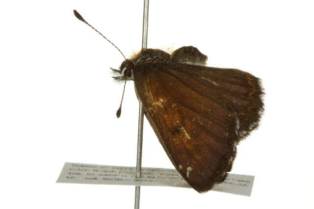 Image of Mariposa Copper