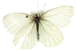 Image of Mustard White