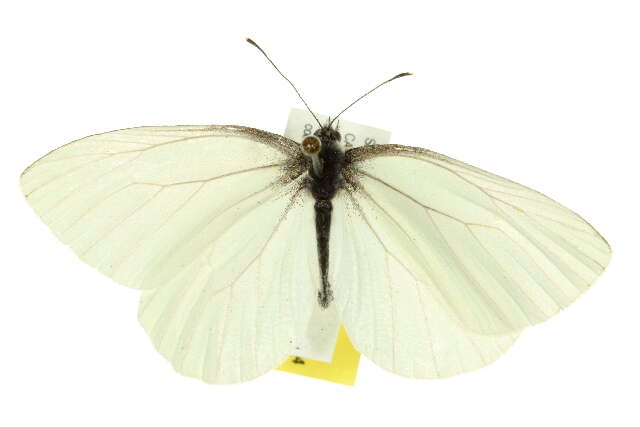 Image of Mustard White