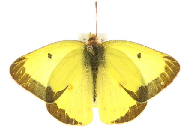 Image of Orange Sulphur