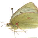 Image of Giant Sulphur