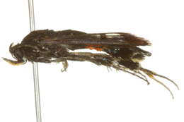 Image of clear-winged moths