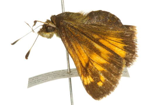 Image of Hobomok Skipper