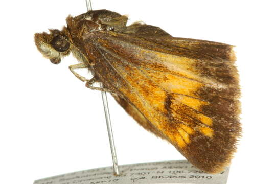 Image of Hobomok Skipper