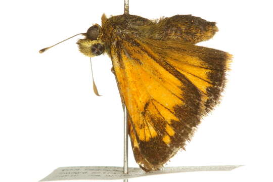 Image of Hobomok Skipper