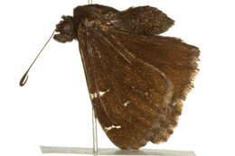 Image of Northern Cloudywing