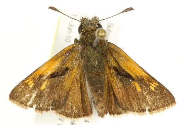 Image of Tawny-edged Skipper