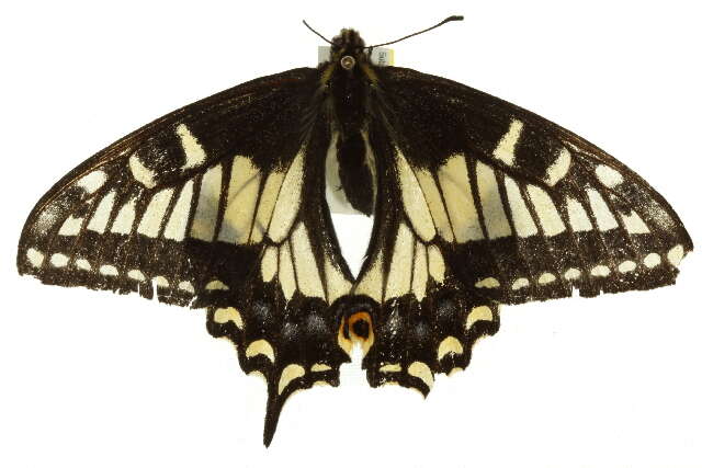 Image of Anise Swallowtail