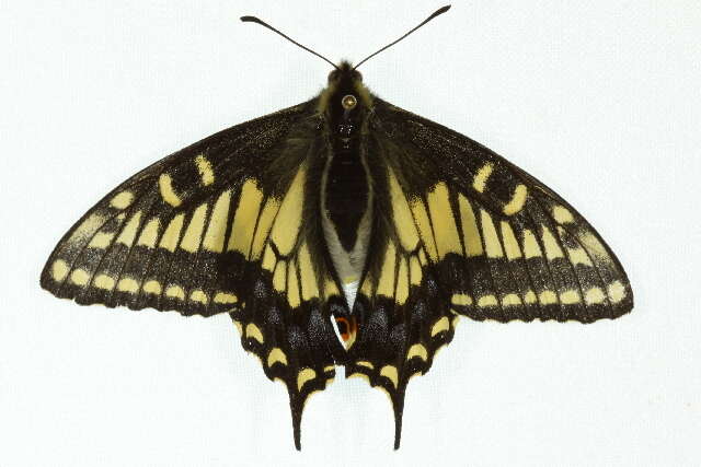 Image of Anise Swallowtail