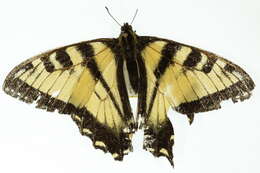 Image of Canadian Tiger Swallowtail