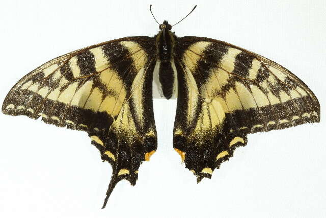 Image of Canadian Tiger Swallowtail