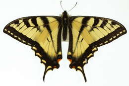 Image of Canadian Tiger Swallowtail