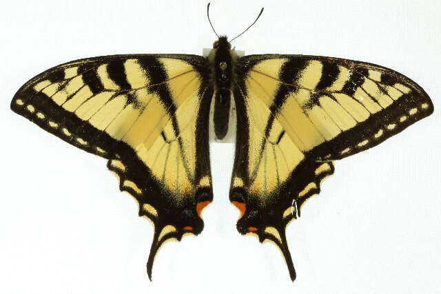 Image of Canadian Tiger Swallowtail