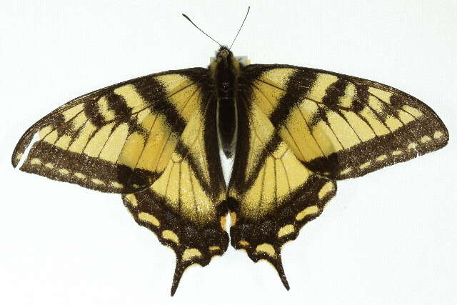 Image of Canadian Tiger Swallowtail