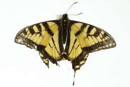 Image of Canadian Tiger Swallowtail