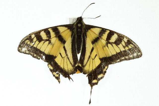 Image of Canadian Tiger Swallowtail