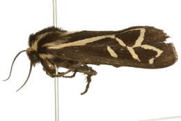 Image of Grammia Rambur 1866