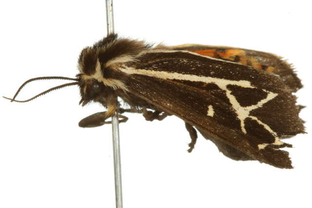 Image of Grammia Rambur 1866