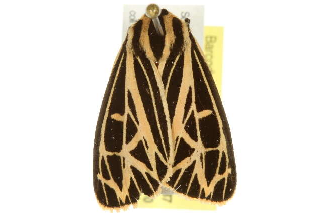 Image of Parthenice Tiger Moth