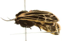 Image of Grammia Rambur 1866