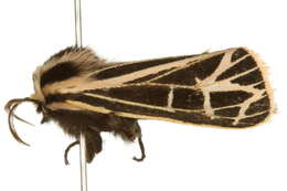 Image of Parthenice Tiger Moth