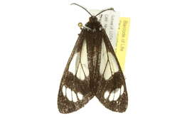 Image of Police Car Moth