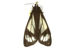 Image of Police Car Moth