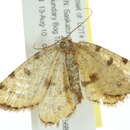 Image of <i>Speranza sulphurea</i>