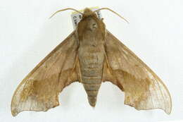 Image of Virginia Creeper Sphinx