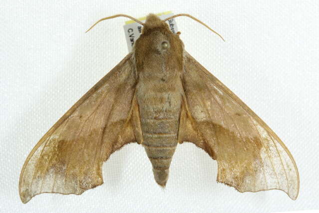 Image of Virginia Creeper Sphinx