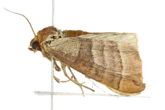 Слика од Datana integerrima Grote & Robinson 1866