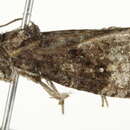 Image of <i>Gymnandrosoma punctidiscanum</i>