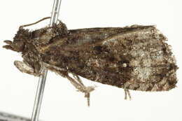 Image of <i>Gymnandrosoma punctidiscanum</i>