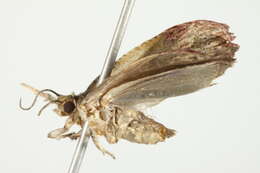 Image of Sculptured Moth