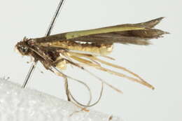 Image of Caloptilia belfragella (Chambers 1875)