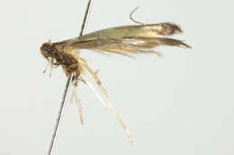 Image of Caloptilia belfragella (Chambers 1875)