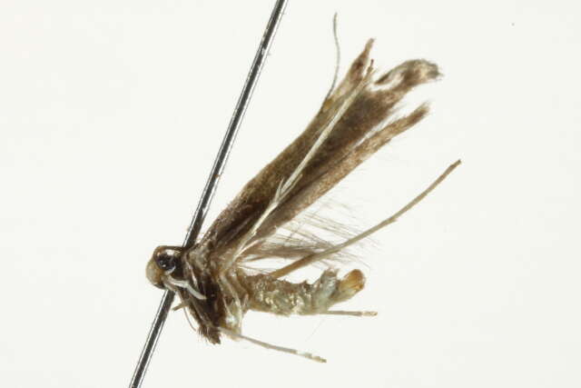 Image of Caloptilia belfragella (Chambers 1875)