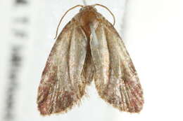 Image de <i>Cochylis oenotherana</i>