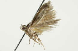 Image of Coleotechnites albicostata Freeman 1965