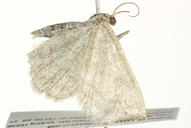 Image of Frigid wave moth