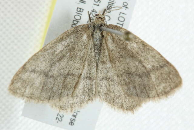 Image of Frigid wave moth