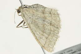 Image of Frigid wave moth