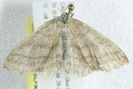 Image of Frigid wave moth