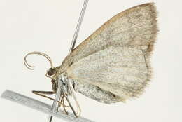 Image of Frigid wave moth