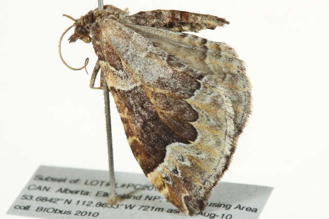 Image of Eulithis flavibrunneata McDunnough 1943