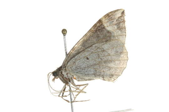 Image of Northwestern Phoenix Moth