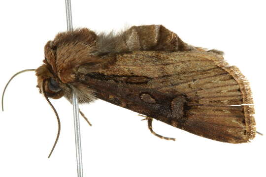 Image of Agrotis obliqua Smith 1903