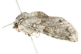 Image of Piney Moth