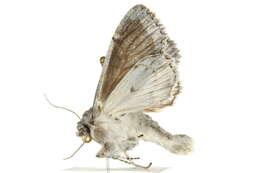 Image of Piney Moth